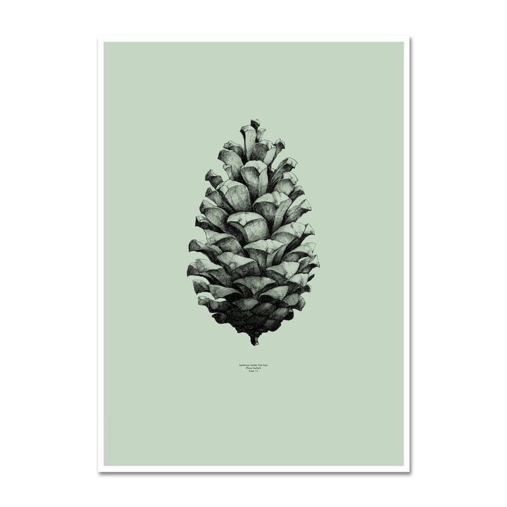 Paper Collective - Poster Nature 1:1 Pine Cone (green)