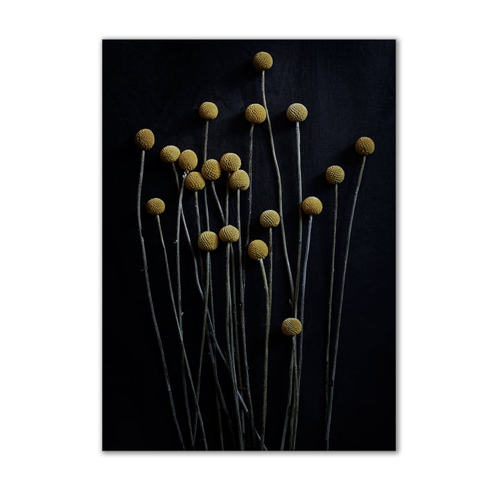 Paper Collective - Still Life 01 (yellow drumstick), 50 x 70 cm