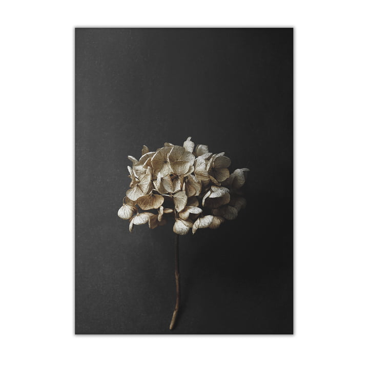 Paper Collective - Still Life 04 (Hydrangea), 50 x 70 cm