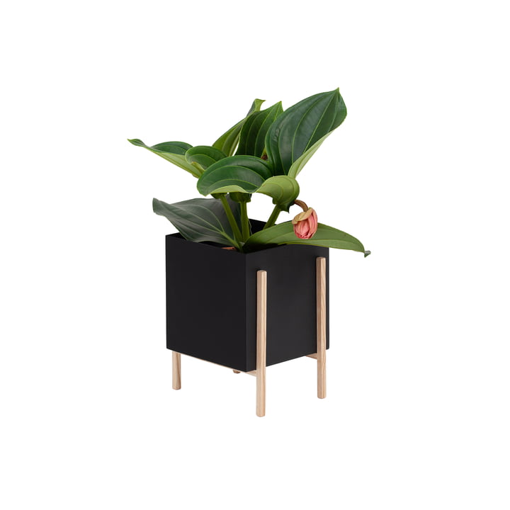 The Botanic Pot from Design House Stockholm , black / nature