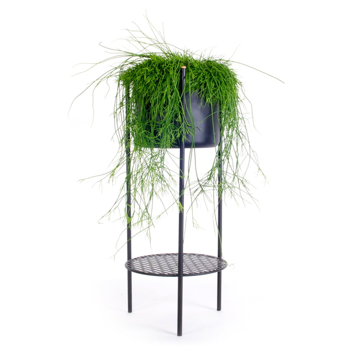 Ent Plant stand small from XLBoom in the color black